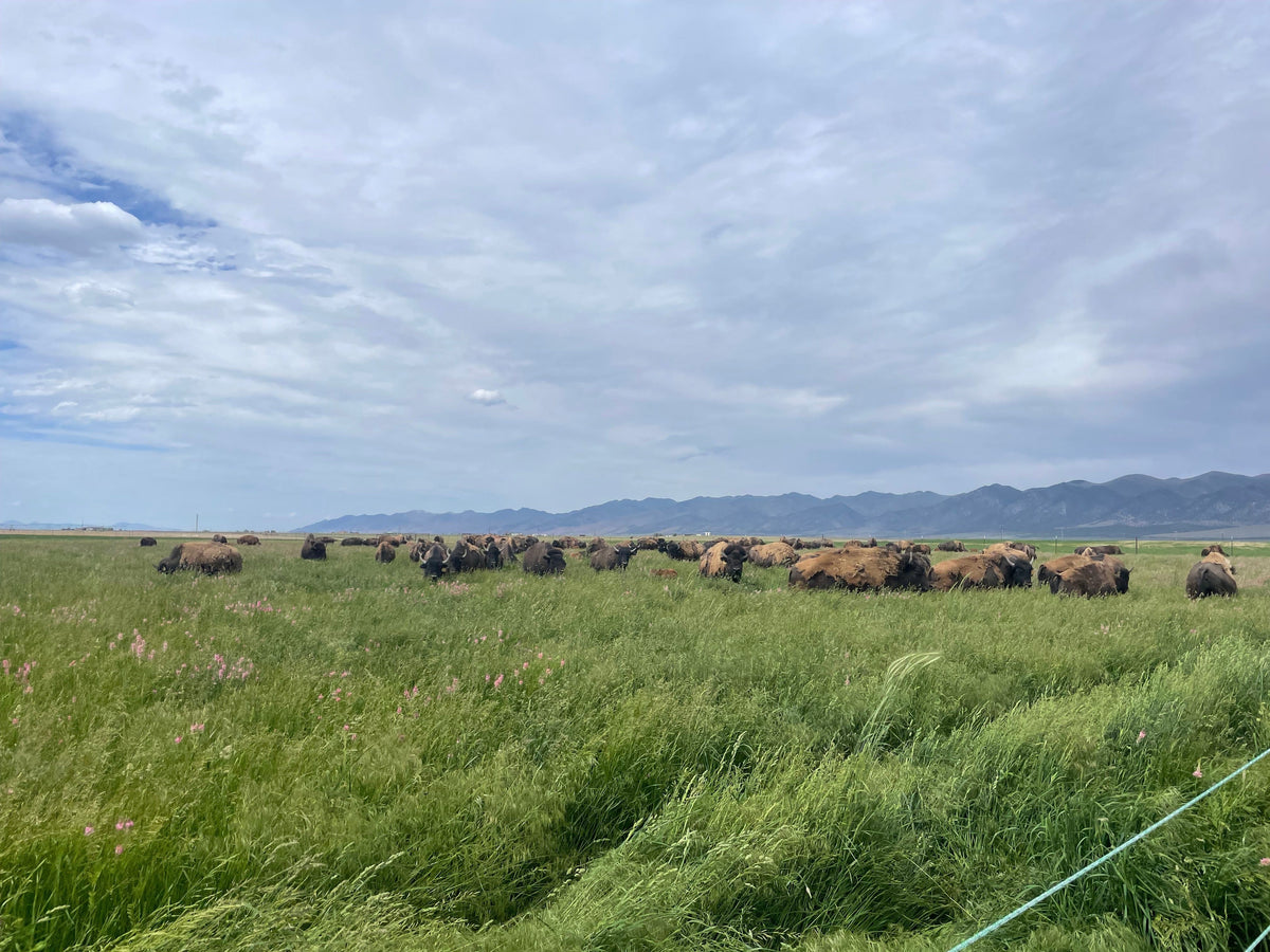 What Do Bison Eat? A Rancher Answers