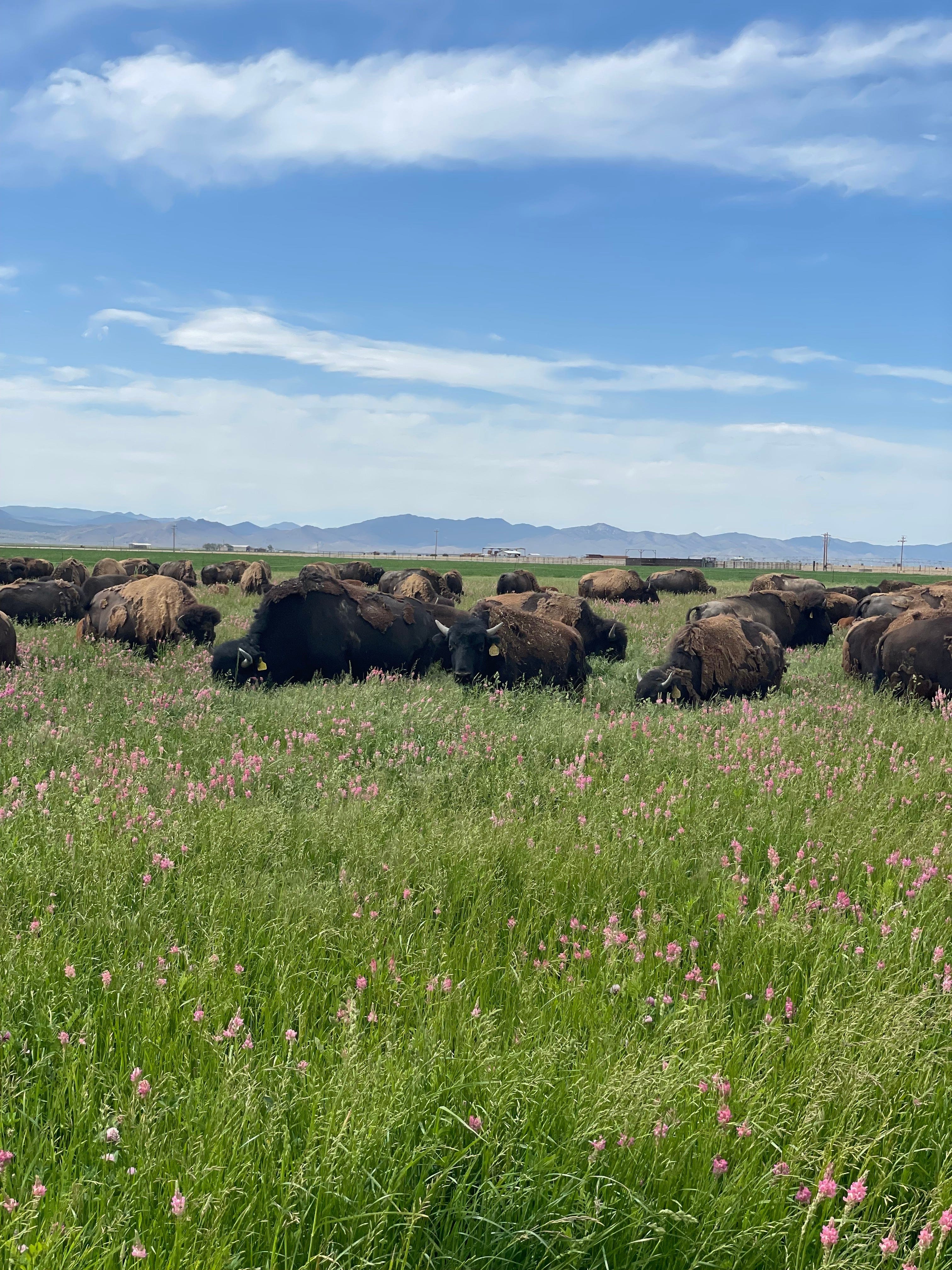 Grass-Fed vs. Grain-Finished Bison: What the Label Doesn't Tell You