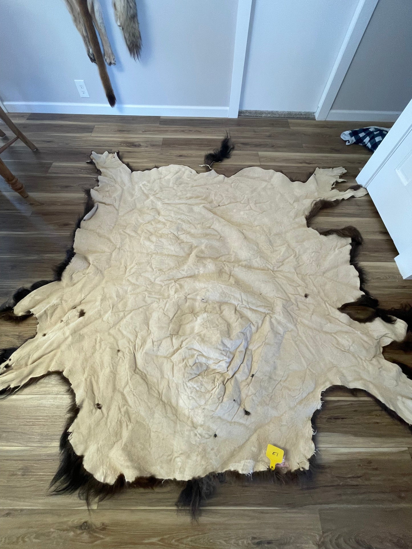 Bison Hides #13