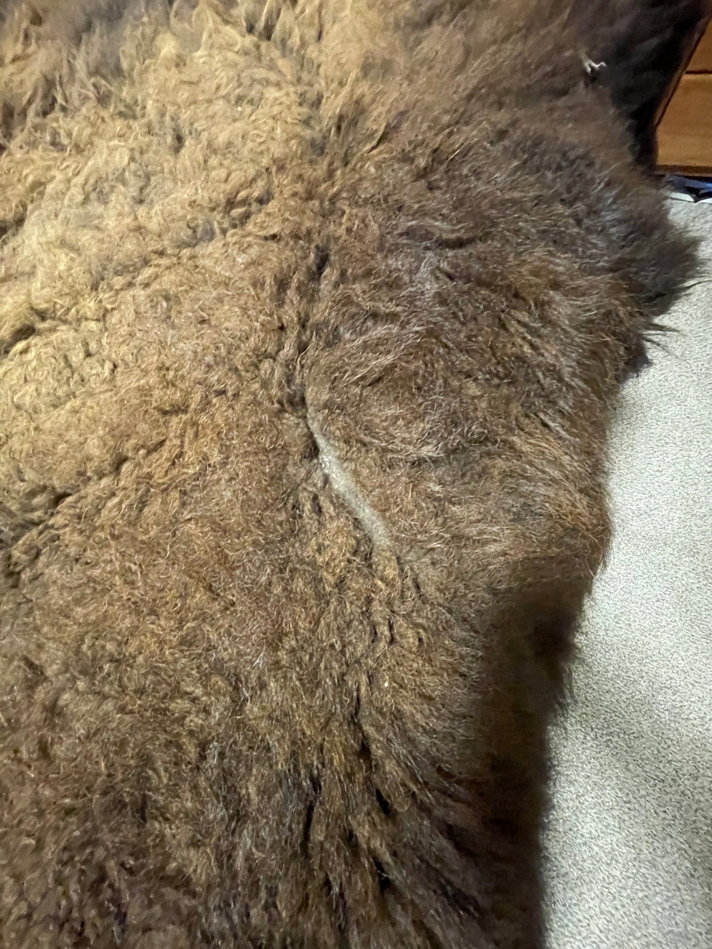 Bison Hides #18