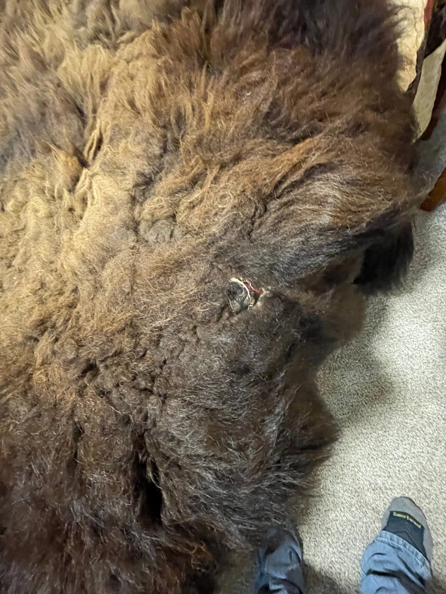Bison Hides #18