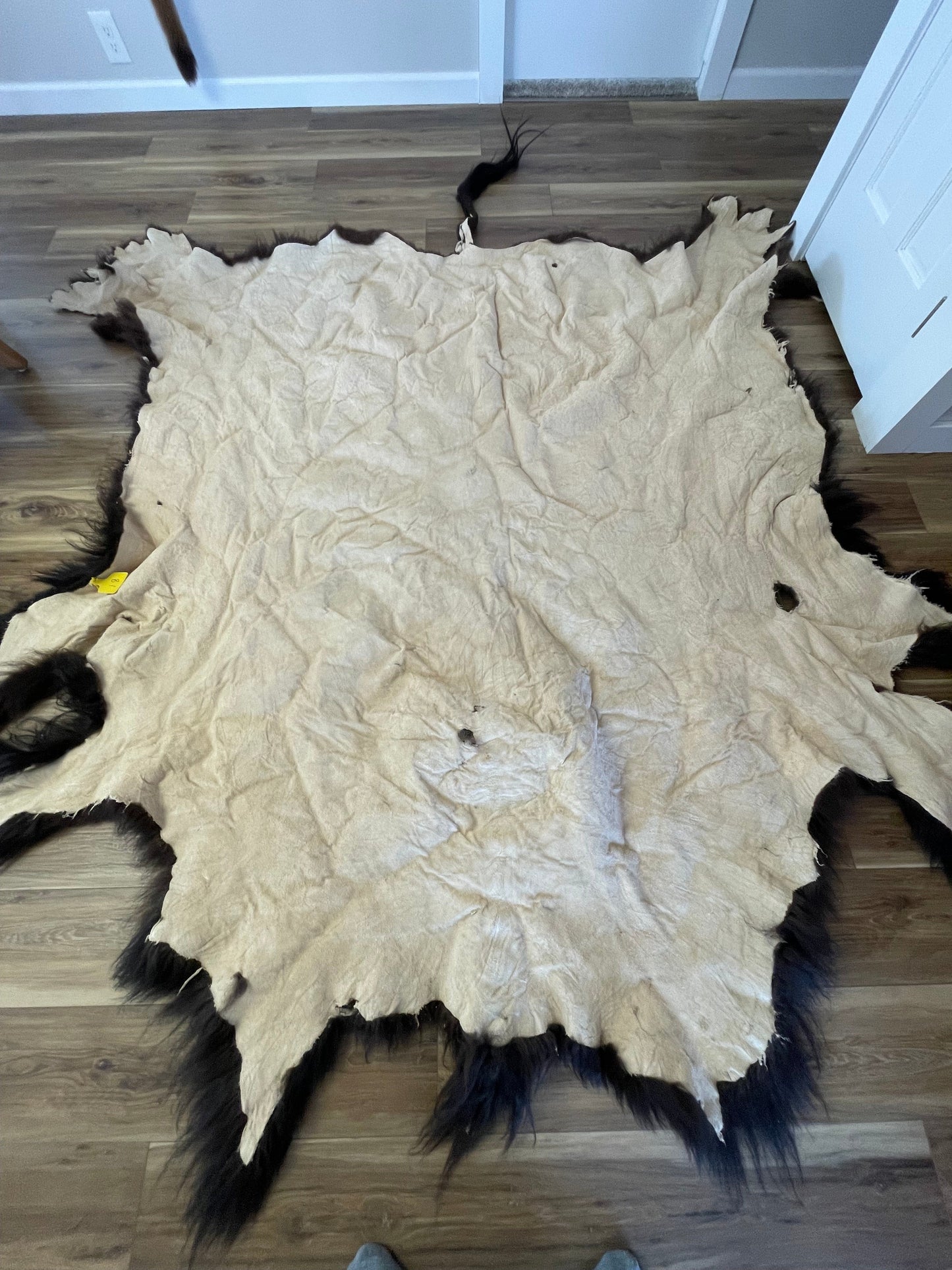 Bison Hides #18