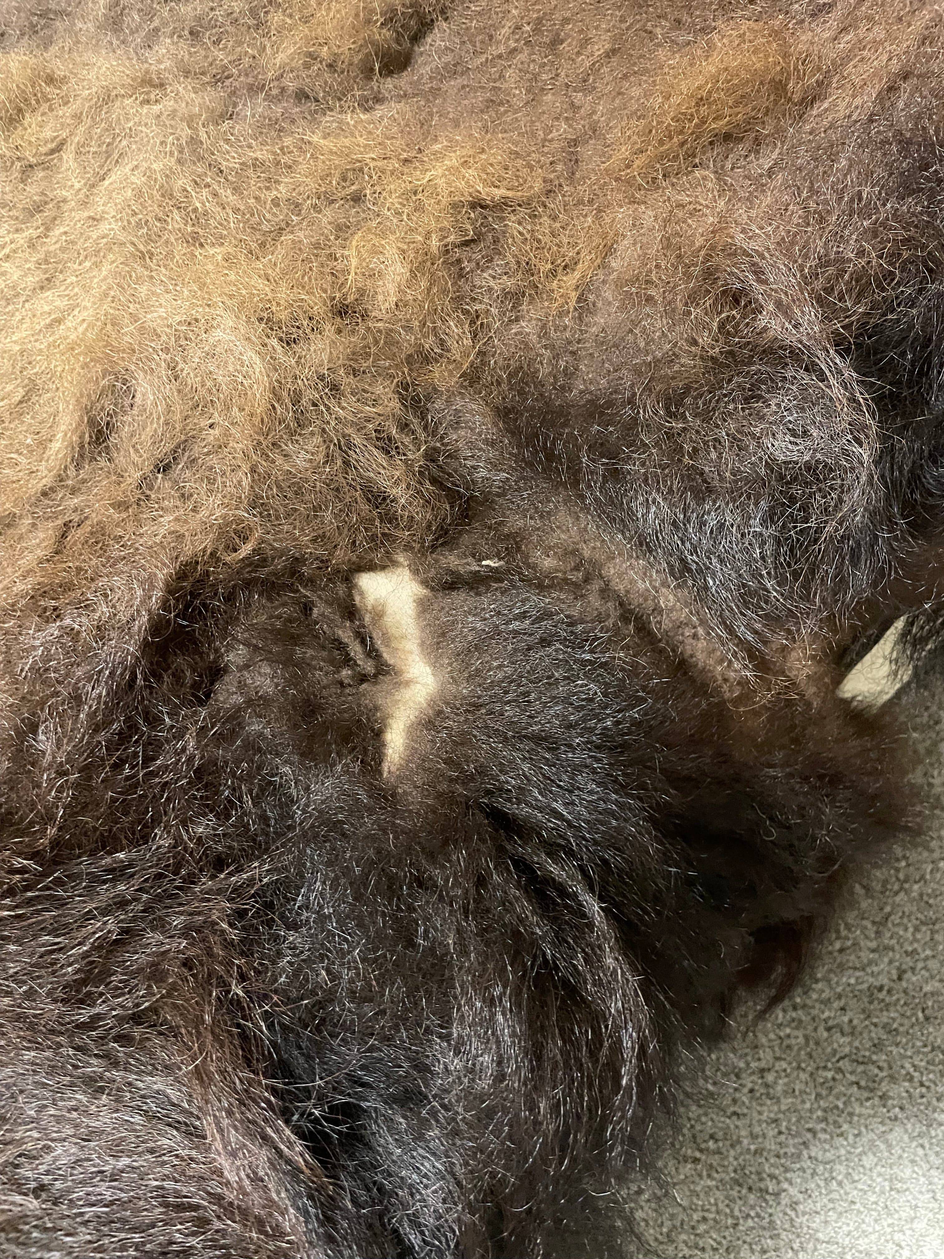 Bison Hides #25