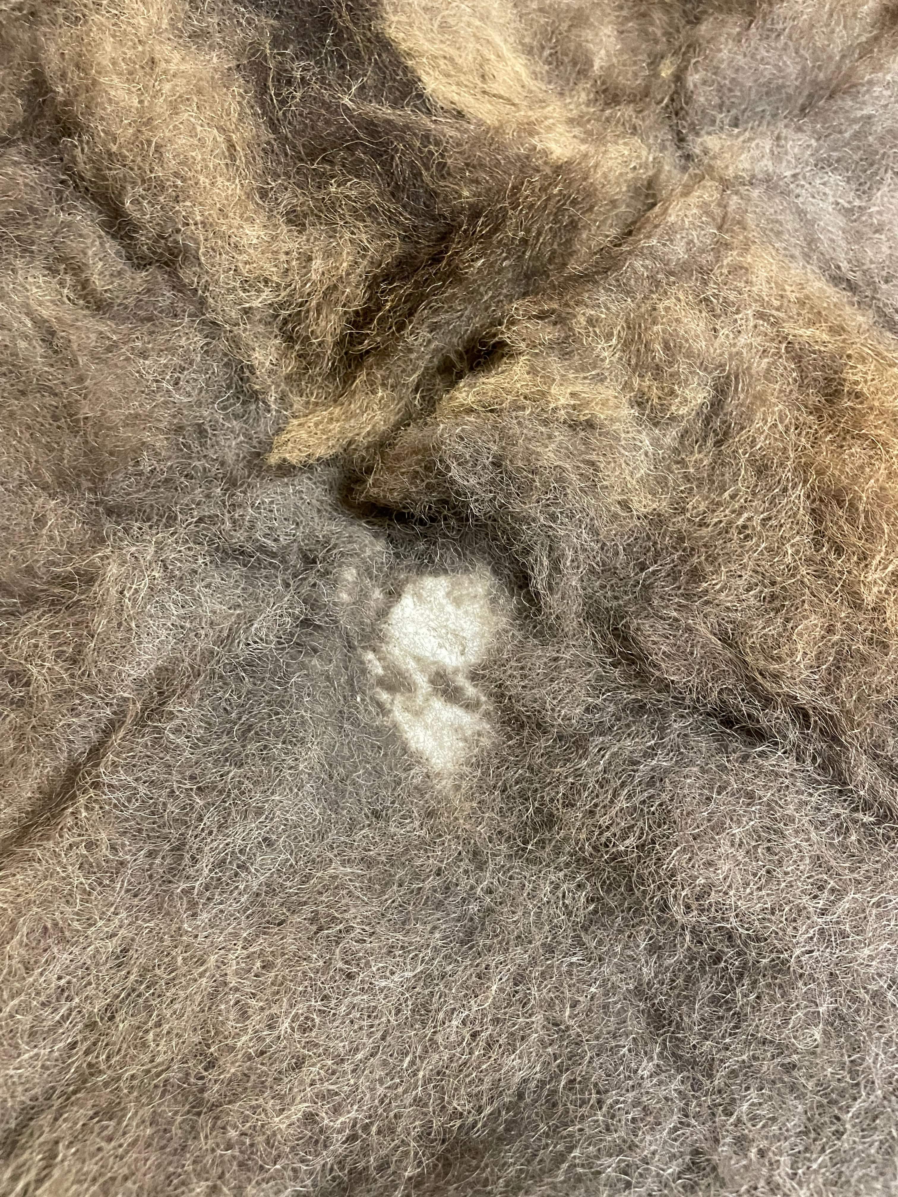 Bison Hides #25