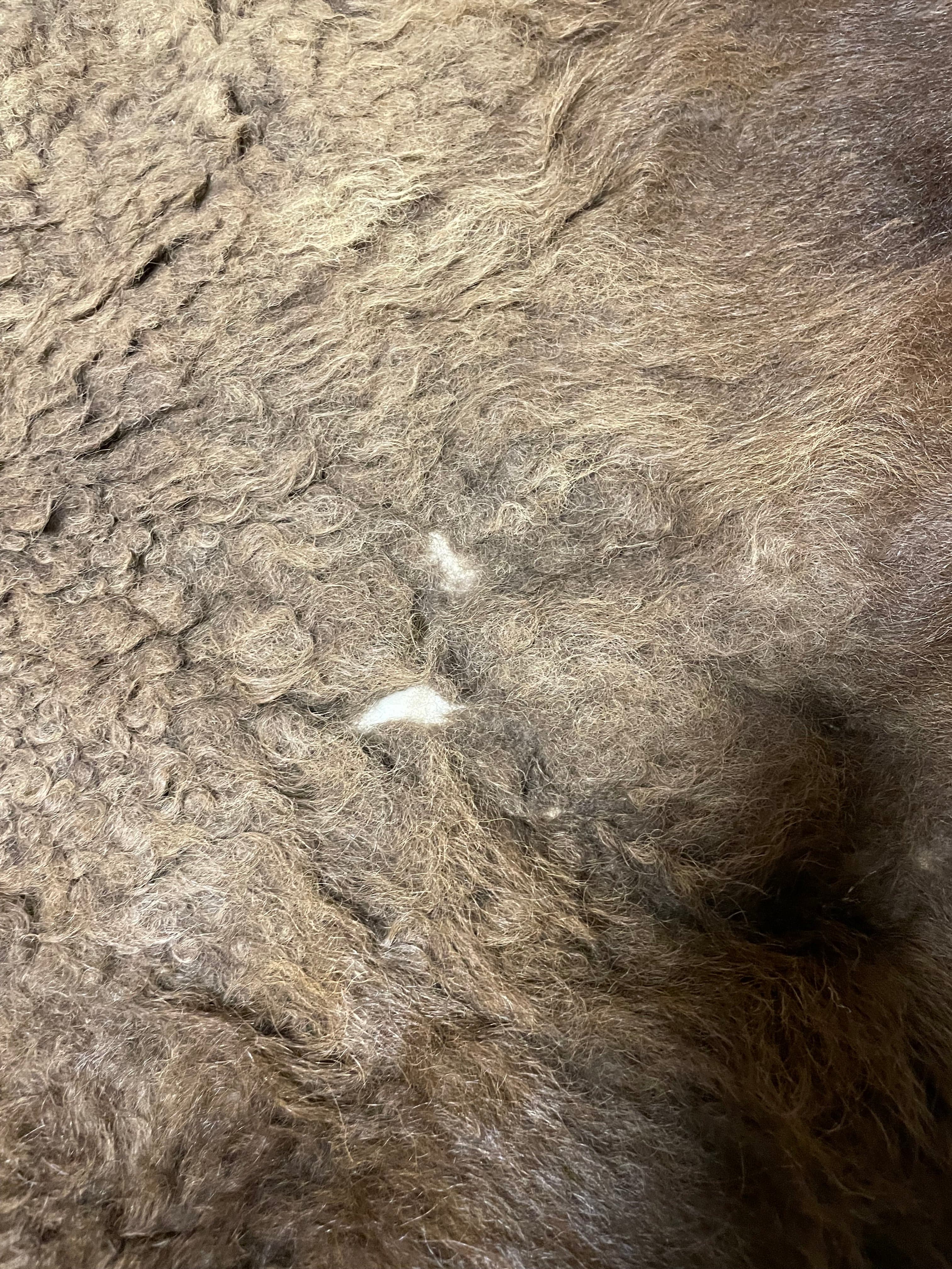 Bison Hides #26