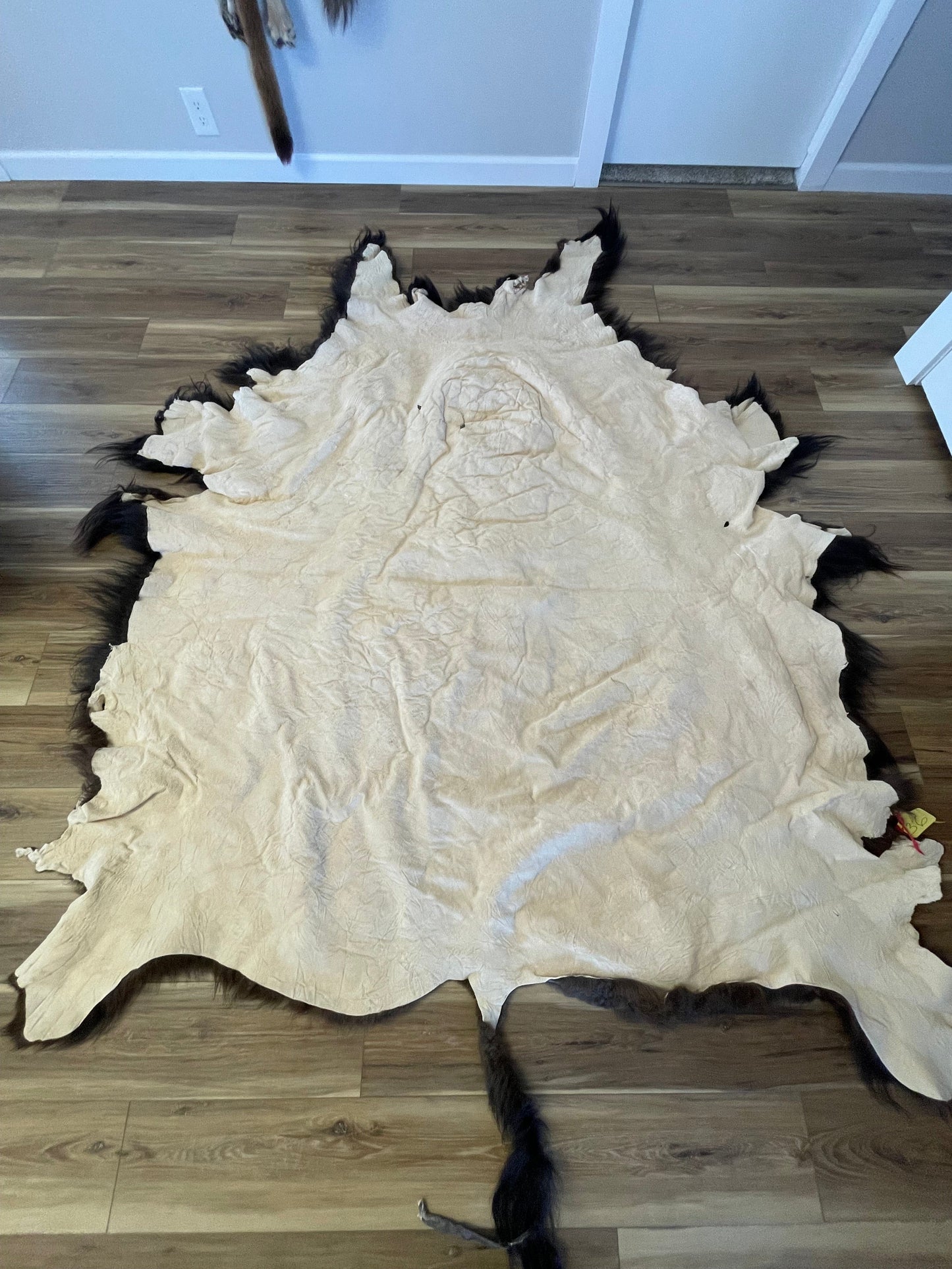 Bison Hides #36