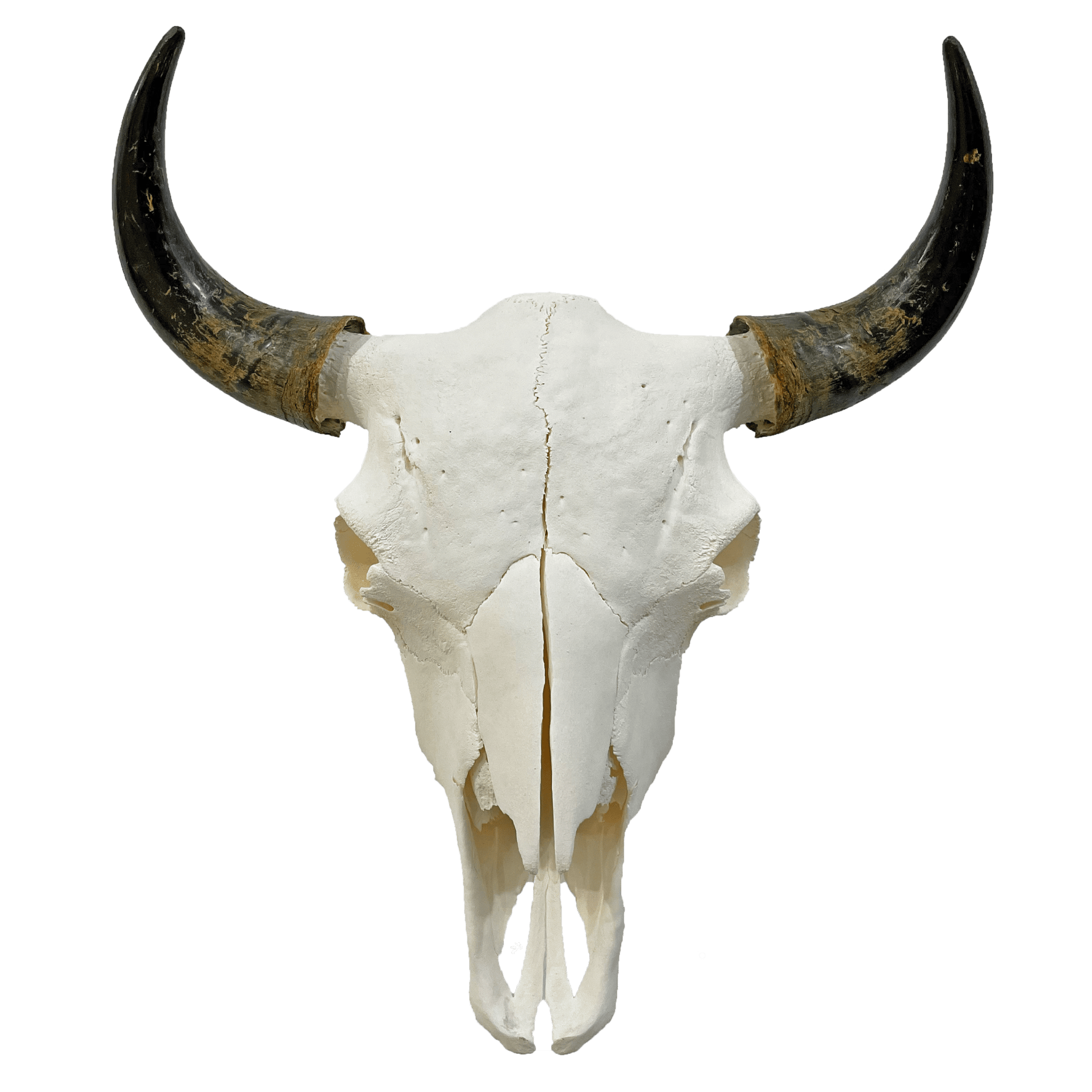 Miller Bison LLC. Bison Product Bison Skull