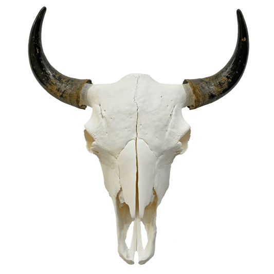 Miller Bison LLC. Bison Product Bison Skull