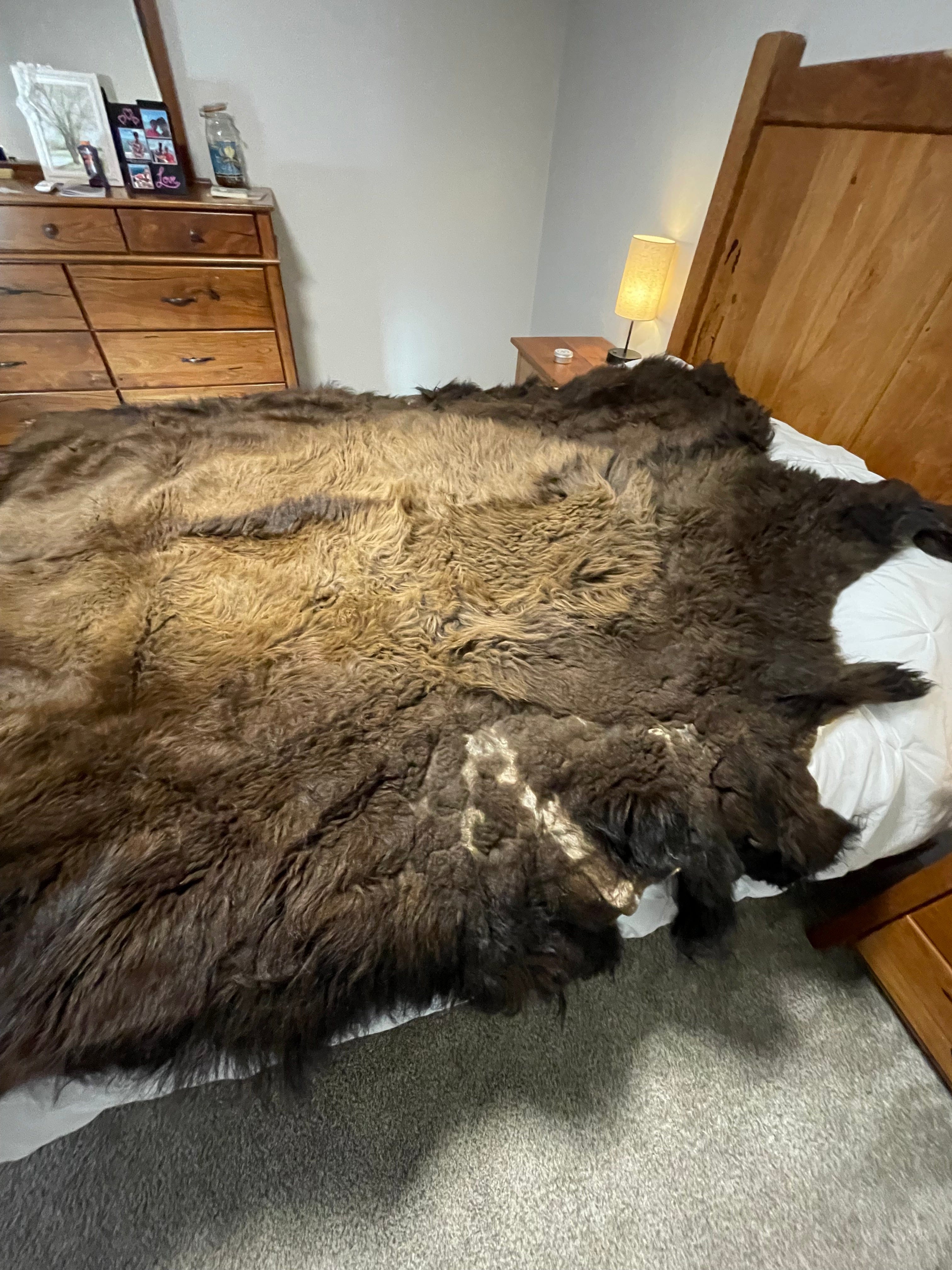 Bison Hides #29