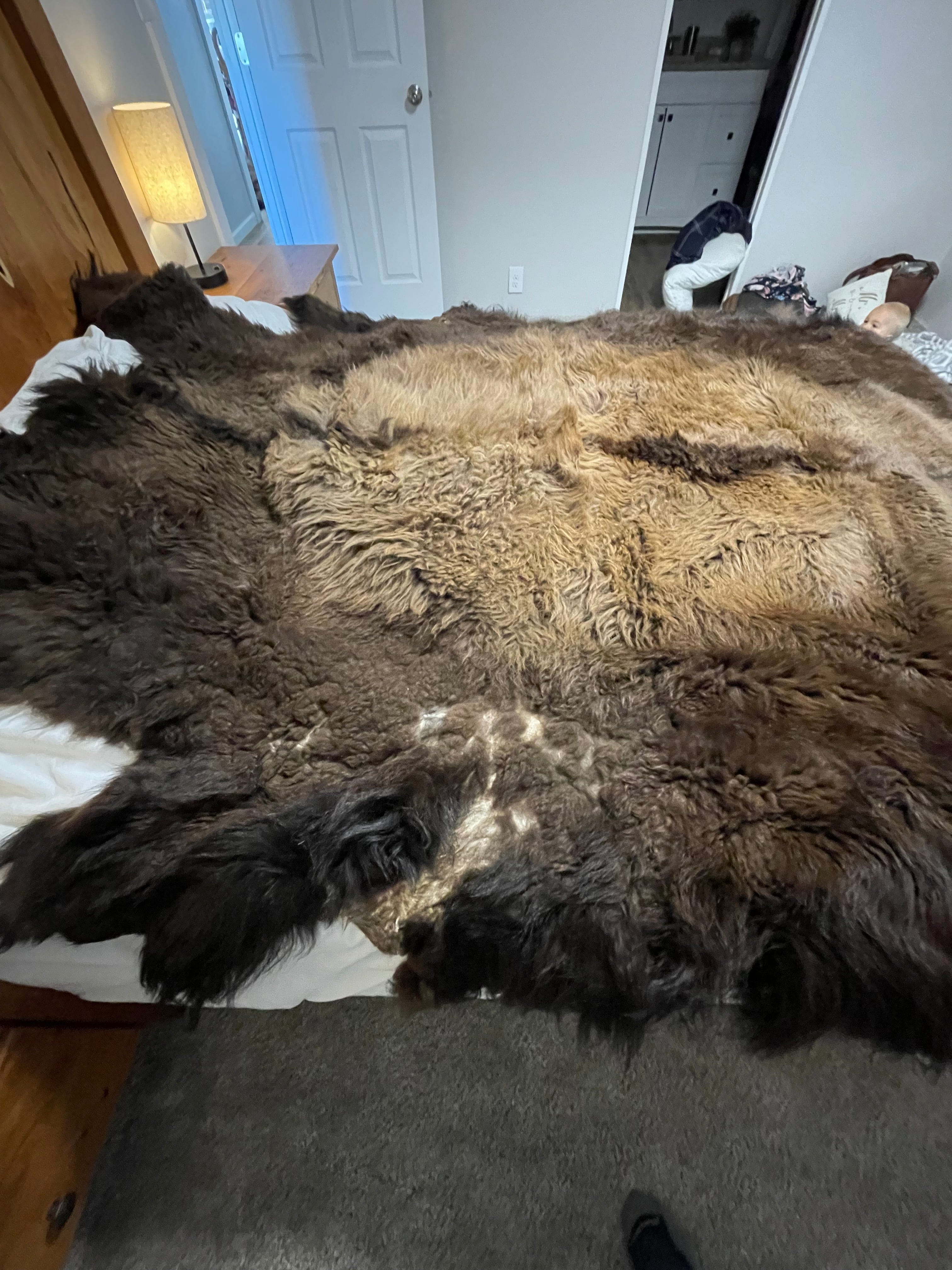 Bison Hides #29