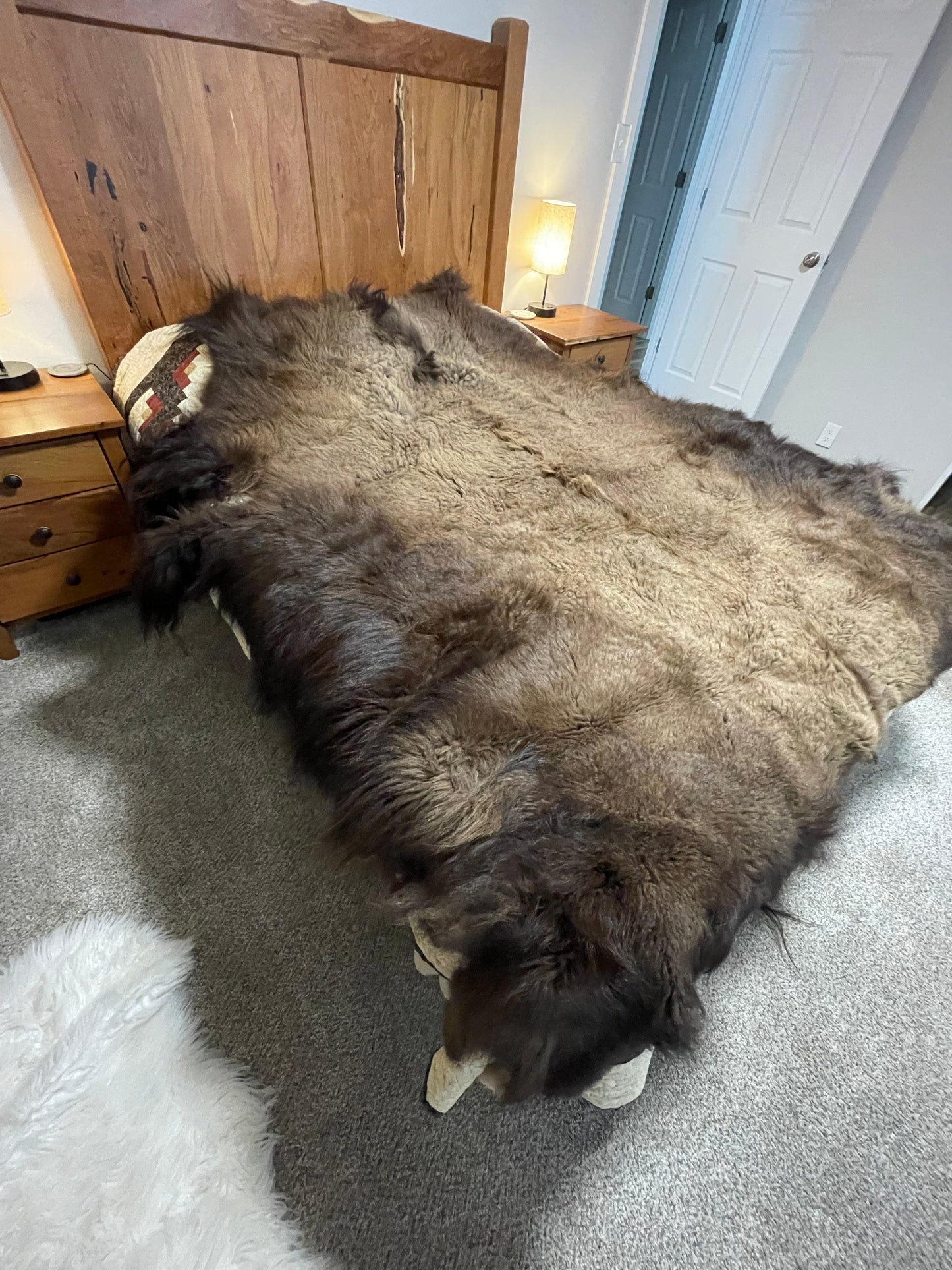 Bison Hides #17