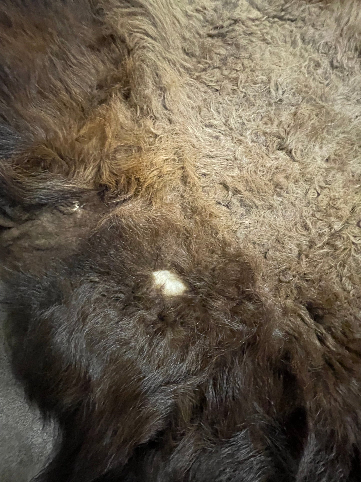 Bison Hides #19