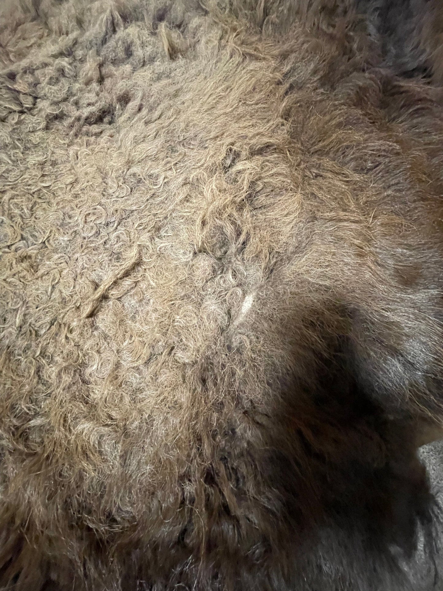 Bison Hides #19