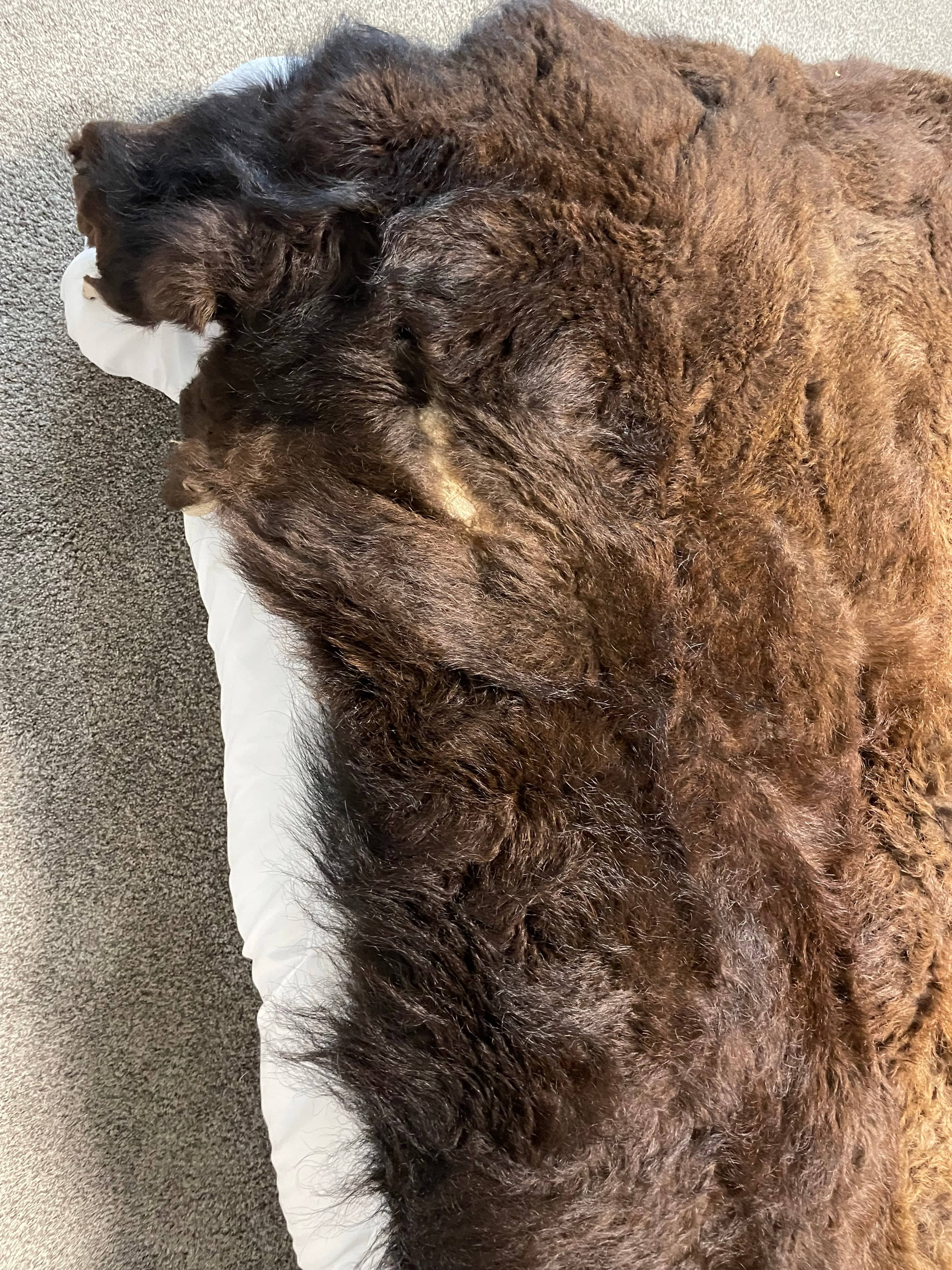 Bison Hides #33