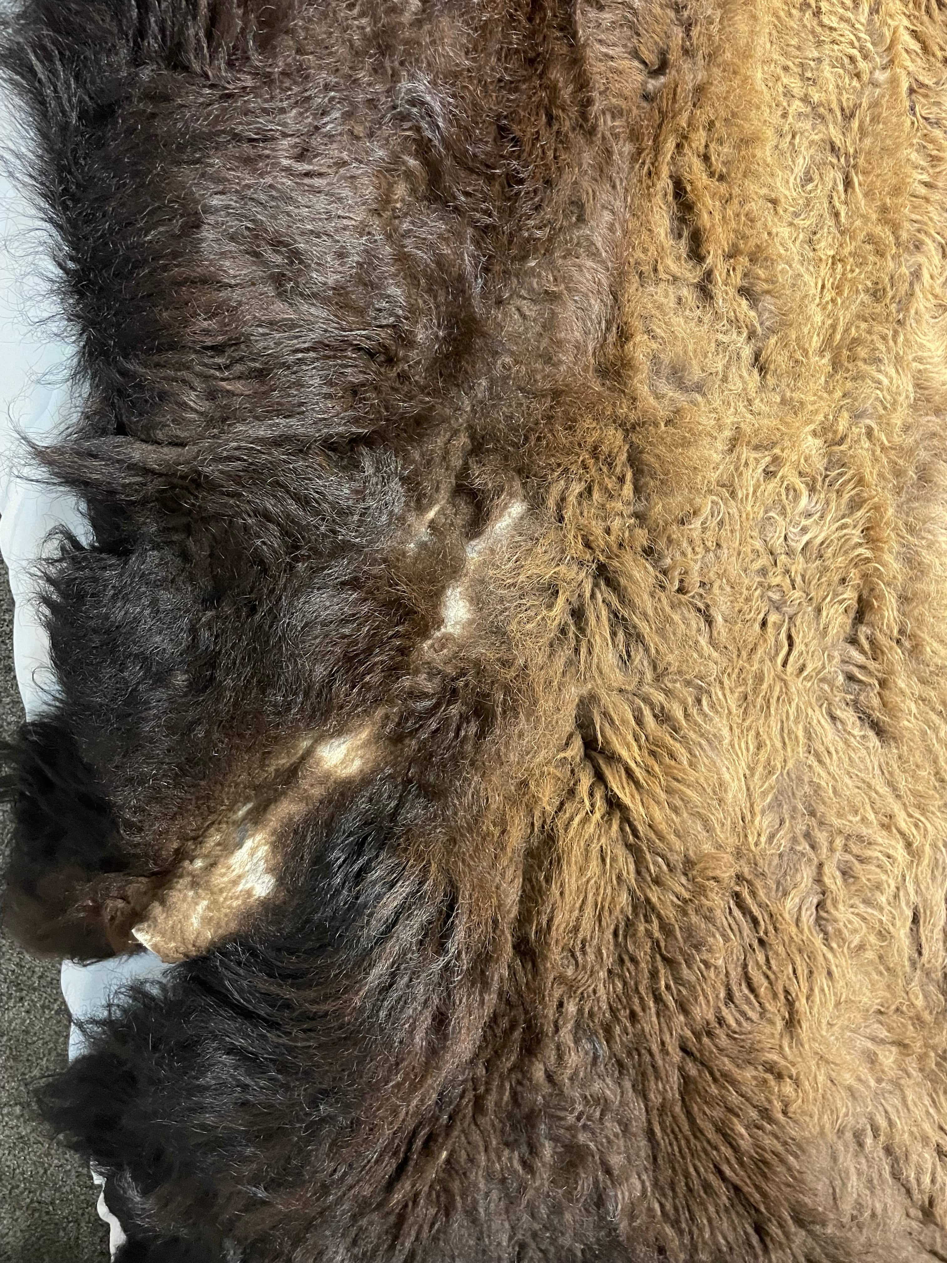 Bison Hides #33