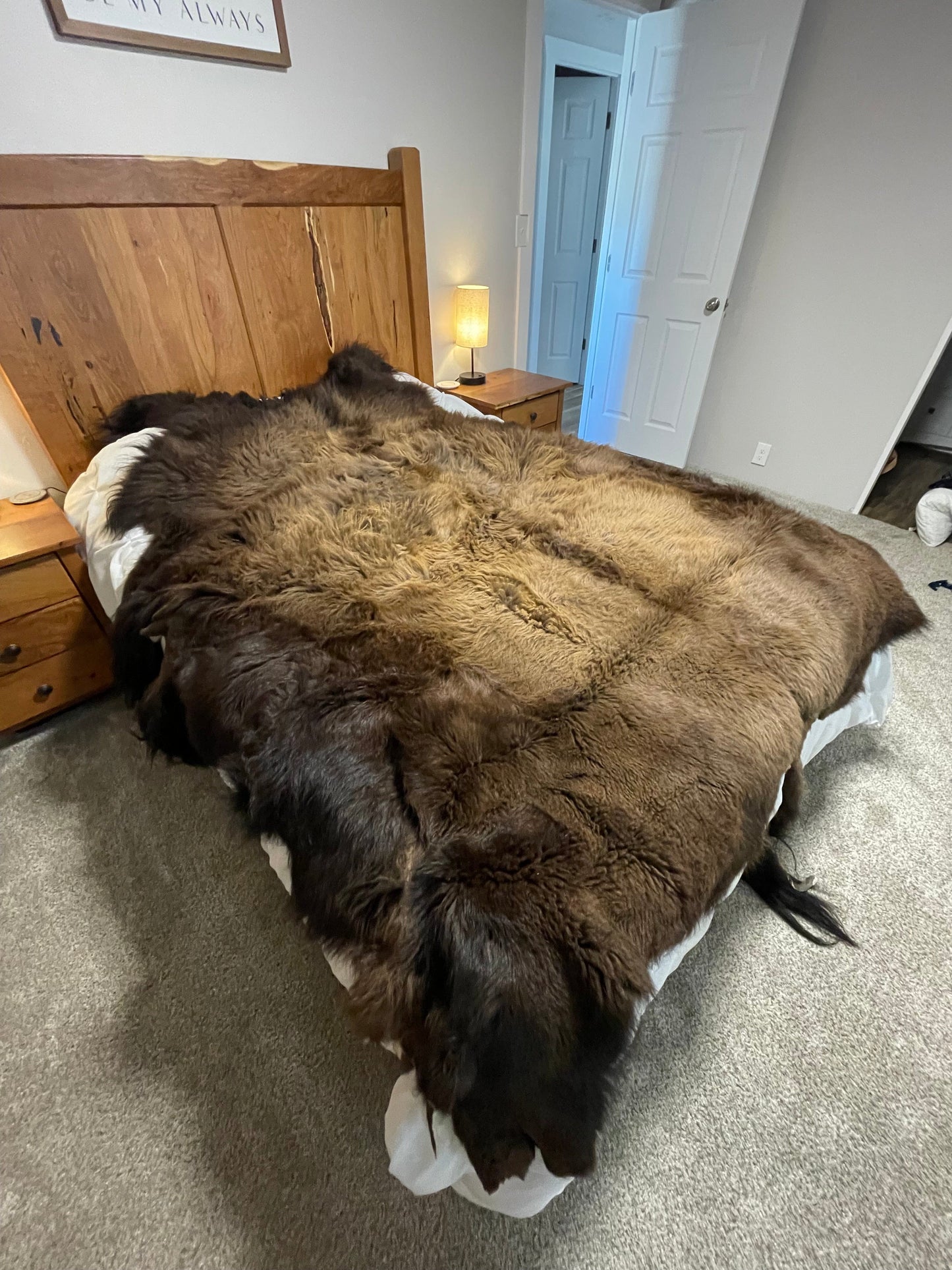 Bison Hides #35
