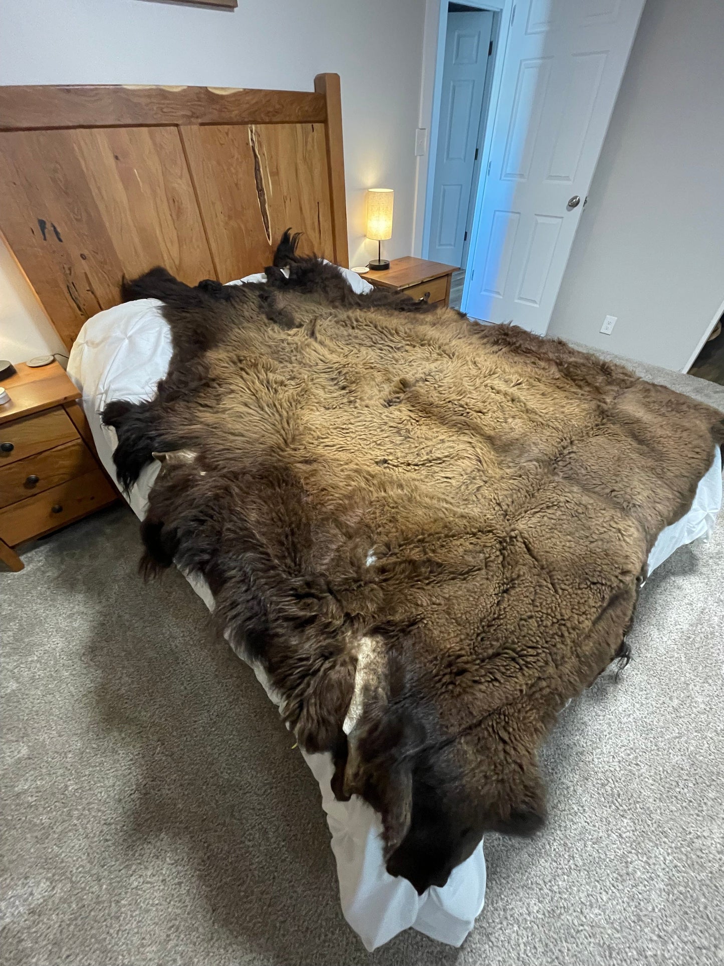 Bison Hides #36