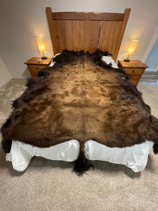 Bison Hides #37