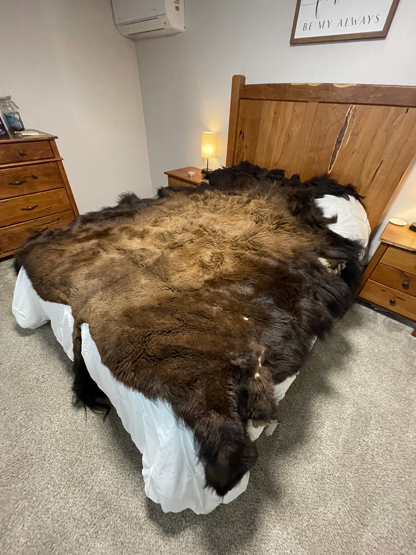 Bison Hides #37