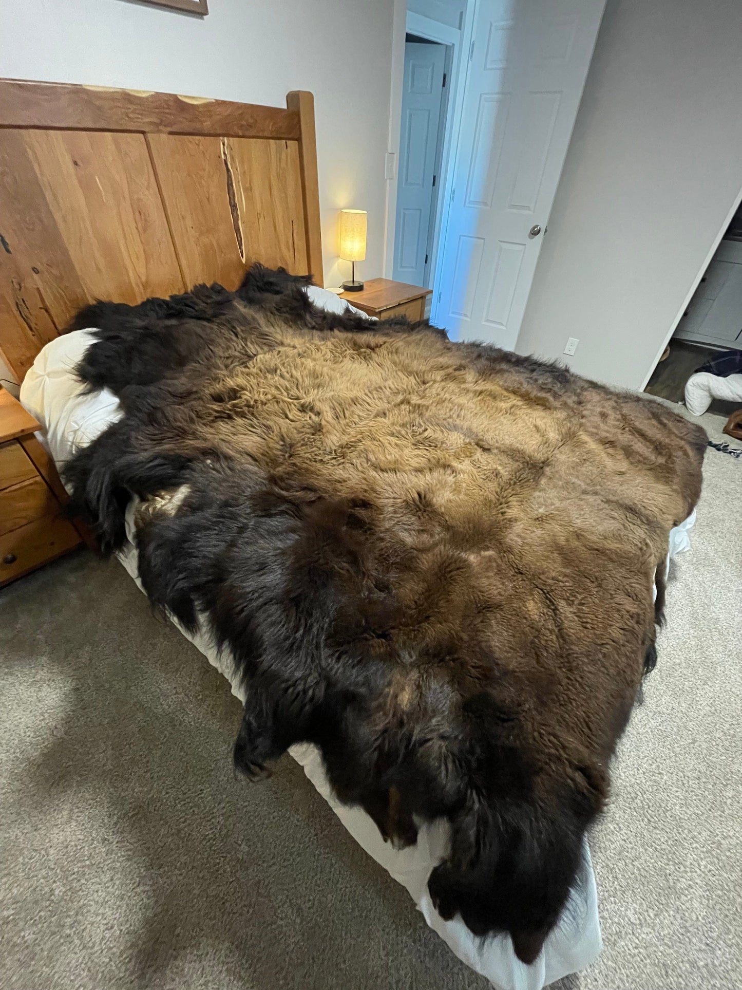 Bison Hides #37